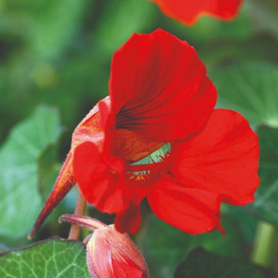 Thompson & Morgan Nasturtium Princess Of India Dwarf Red Blooms Edible Flowers Compact Growth Seed Packet from B&Q