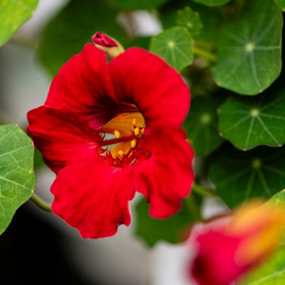 Nasturtium Baby Rose SeedsVibrant Edible Flowers & Leaves Hardy Annual Attracts Pollinators Thompson & Morgan from B&Q