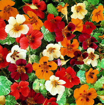 Thompson & Morgan Nasturtium Jewel Of Africa Mix SeedsHardy Annual Climbing Cream Green Foliage Edible Leaves Borders Pots from B&Q