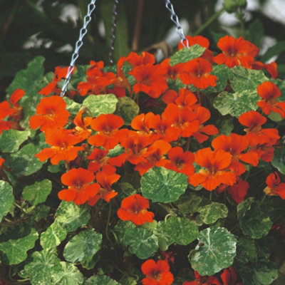 Thompson & Morgan Nasturtium Orange Troika SeedsHardy Annual Marbled Foliage Trailing Edible Flowers Peppery Leaves from B&Q