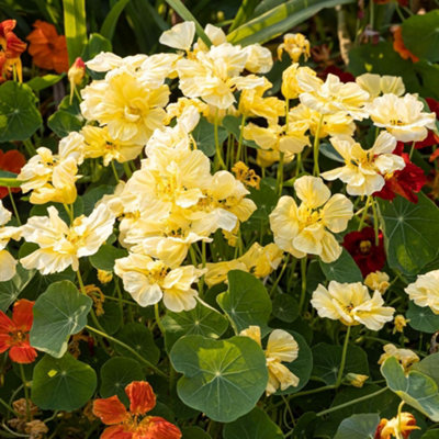 Thompson & Morgan Nasturtium Milkmaid SeedsHardy Annual Creamy White Flowers Easy Grow Edible from B&Q