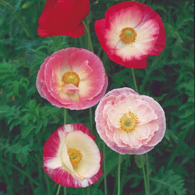 Thompson & Morgan Shirley Poppy Mixed SeedsHardy Annual Wildflower Blend Easy Grow Vibrant Cottage Garden Pollinator Friendly Colourful Display 1 from B&Q