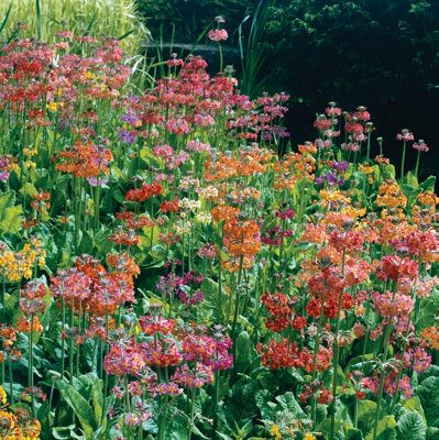Thompson & Morgan Primula Candelabra Hybrids MixHardy Perennial Flower Seed Packet from B&Q