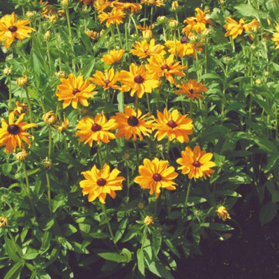 Thompson & Morgan Rudbeckia Marmalade Orange Hardy Perennial Blooms Attracts Bees Butterflies 1X Seed Packet from B&Q