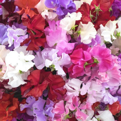 Thompson & Morgan Sweet Pea Distant Horizons Mixed Colours Fragrant Climbing Annual FlowerEasy Grow Hardy Garden Plant1 Seed Packet from B&Q