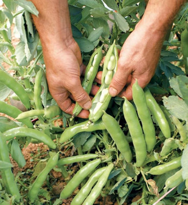 Suttons Seeds Bean (Broad) The Sutton 1 Seed Packet from B&Q