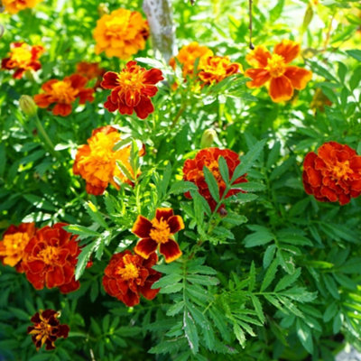 Thompson & Morgan Marigold French Fantasia Mix Dwarf Edging Bedding Easy Grow Pollinator Friendly 1X Seed Packet T&m from B&Q