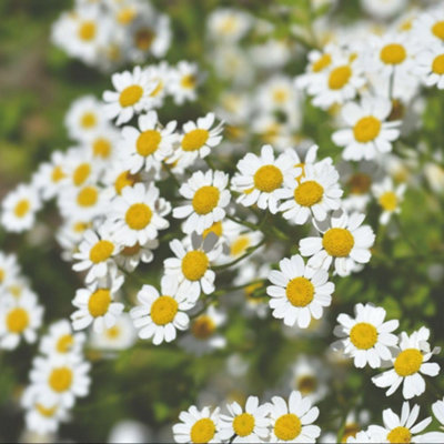 Thompson & Morgan Light Pollinator & Predator Mix Flower Seeds - Wildflower Garden For Bees Butterflies & Wildlife - Easy Grow B&Q