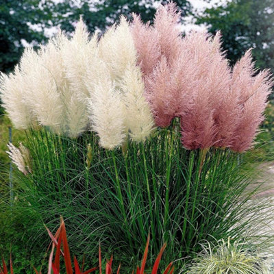 Thompson & Morgan Prairie Pampas Feathers Ornamental Grass MixTall Feathery Plumes. Easy Grow Seed Packet. from B&Q