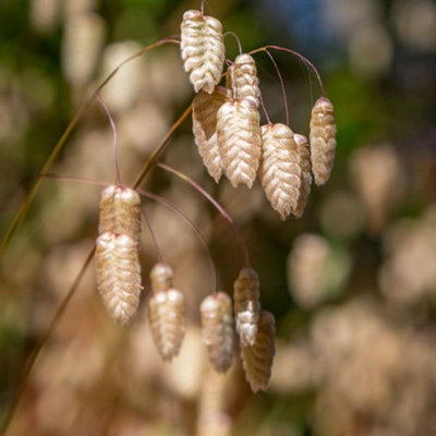 B&Q -  Prairie Greater Quaking Grass Ornamental PerennialGraceful Low Maintenance Hardy Meadow Style Easy Grow