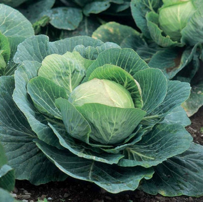 Suttons Seeds Cabbage F1 Kilazol 1 Seed Packet Grow Your Own Veg from B&Q