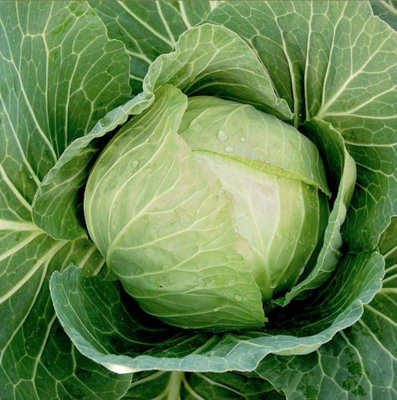 Suttons Seeds Cabbage Cabbice F1 1 Seed Packet Grow Your Own Veg from B&Q