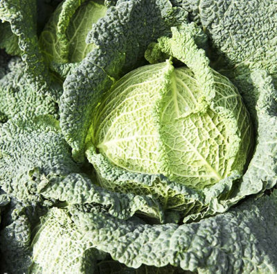 Suttons Seeds Cabbage (Savoy) Ormskirk Rearguard 1 Packet from B&Q