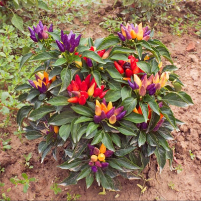 Thompson & Morgan Pepper Chilli Prairie Fire Sweet & Spicy Ornamental Chilli Plant For Garden & Patio 1 X Seed Packet By Thompson And Morgan from B&Q