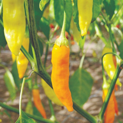 Habanero Chilli Pepper SeedsFiery Fruity FlavorEasy To GrowThompson & Morgan (1 Packet) from B&Q