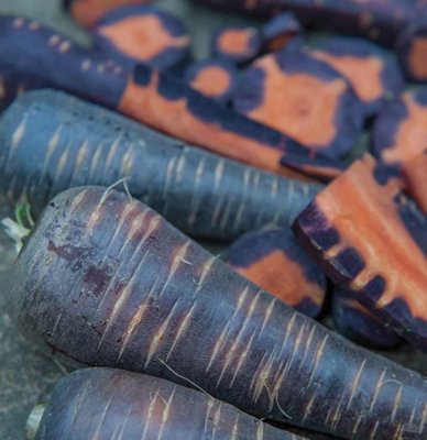 Suttons Seeds Carrot F1 Purple Haze 1 Packet from B&Q