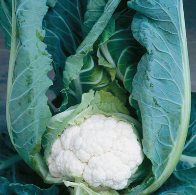 Suttons Seeds Cauliflower F1 Clapton 1 Packet from B&Q