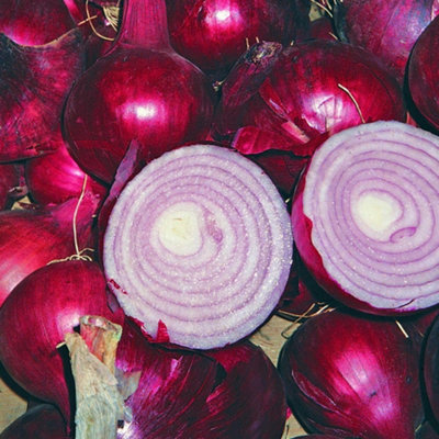 Thompson & Morgan Onion F1 Kamal Red Globe Seed PacketUniform Mild Strong Flavor Maincrop Easy Grow from B&Q