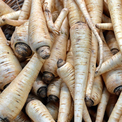 Parsnip Warrior F1Sweet High-Yield Root Vegetable For Uk GardensEasy To GrowThompson & Morgan Seed Packet from B&Q