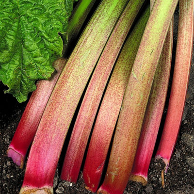 Rhubarb Victoria SeedsTangy Stalks Pies & Crumbles. Hardy Perennial Easy Grow Uk. Thompson & Morgan. from B&Q