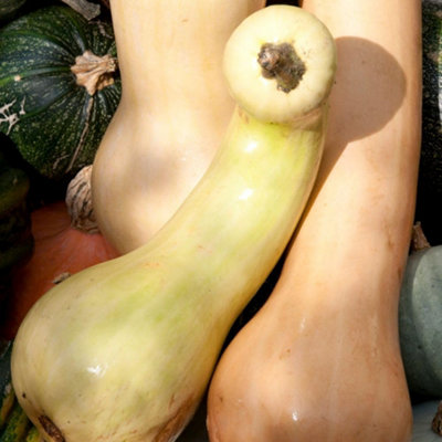 Thompson & Morgan Tahiti Melon Squash Large Sweet 5-10Kg Fruits Heritage Butternut Excellent Keepers Roasting Perfect from B&Q