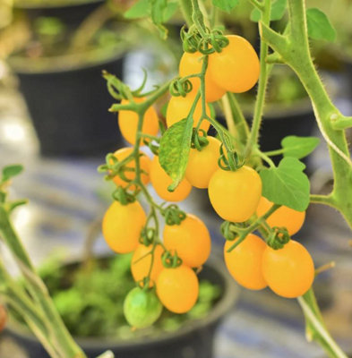 B&Q -  Tomato Honey Delight F1 1 Packet