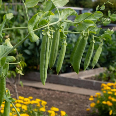 Vivado Sweet Pea SeedsEarly Harvest High Yield Delicious PodsGarden & Container FriendlyThompson & Morgan from B&Q
