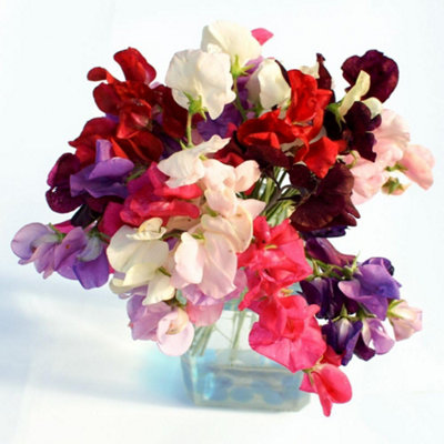 Thompson & Morgan Sweet Pea Dobies Giant Waved Mixed Fragrant Climbing Annual Vibrant Colours Long Bloom 1X Seed Packet from B&Q