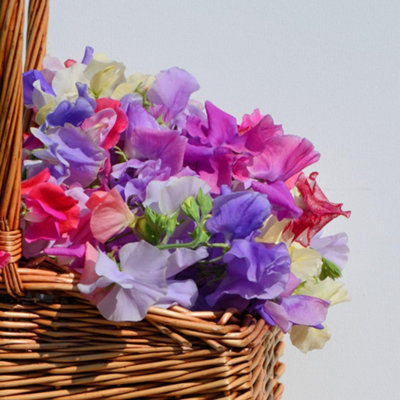 Thompson & Morgan Sweet Pea Jet SetFragrant Multicoloured Climbing Annual Attracts Pollinators Easy Grow Trellis/container 1 Se from B&Q