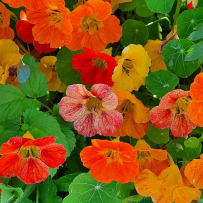 Thompson & Morgan Nasturtium Trailblazer Seeds Hardy Annual Trailing Bright Colourful Blooms Easy To Grow Edible Flowers from B&Q
