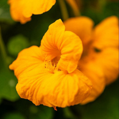Thompson & Morgan Nasturtium Baby Orange SeedsEdible Flowers/leaves Hardy Annual Attracts Pollinators. Perfect For Gardens. from B&Q