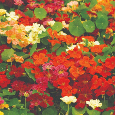 Thompson & Morgan Nasturtium Paintbox Mixed SeedsVibrant Trailing Ground Cover Hanging Baskets Edible Peppery Culinary1X Seed Packet from B&Q