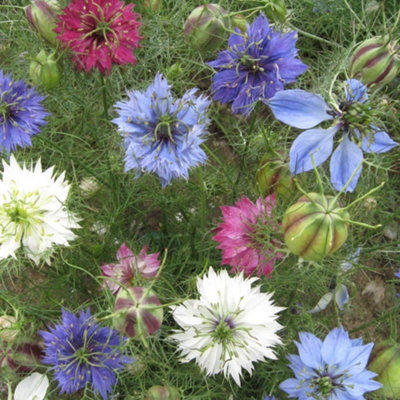 Nigella Persian Jewels Mix Seeds Hardy Annual White Pink Red Mauve Purple Blooms & Pods Thompson & Morgan from B&Q