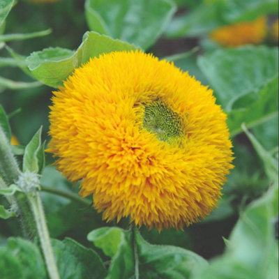 Thompson & Morgan Golden Teddy Bear Sunflower Seeds - Bright Double Blooms Hardy Annual Garden Favourite