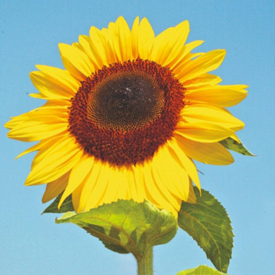 Thompson & Morgan Sunflower Titan Seeds Giant Golden Blooms Drought Tolerant Easy To Grow Pollinator Friendly Garden Focal Point from B&Q