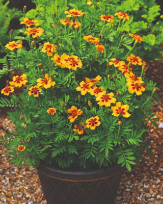 Thompson & Morgan Marigold Dwarf French Naughty Marietta Compact Long-Flowering Vibrant Blooms Easy-To-Grow Seeds (1X Packet) from B&Q
