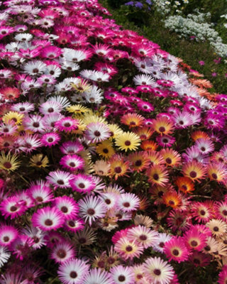 Thompson & Morgan Mesembryanthemum Criniflorum Silver-Leaved Groundcover Glowing Flowers Edible Leaves Spinach Substitute1X Seed Packet from B&Q