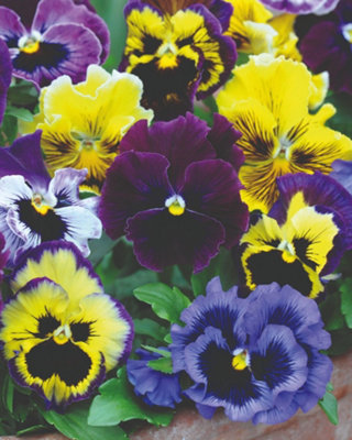 Thompson & Morgan Pansy Frizzle Sizzle Mix Organic SeedsColourful Hardy Bedding Flowers For Garden Patio Containers. Attracts Bees & Butterflies. from B&Q