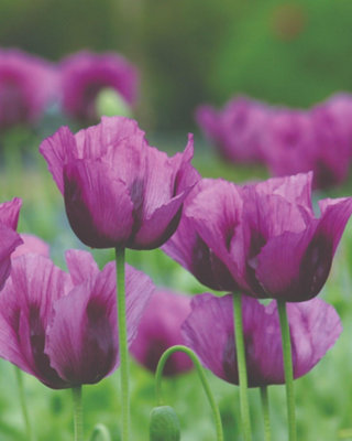 Thompson & Morgan Poppy Hungarian Blue Bread Seed Hardy Annual Flower Seeds Easy Grow Ornamental Culinary Edible 1X Seed Packet from B&Q