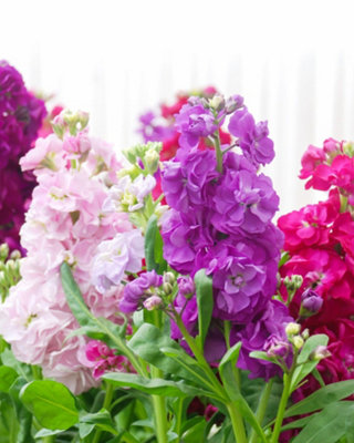 Thompson & Morgan Earlybird Mixed Stock SeedsVibrant Fragrant Annuals For Gardens & ContainersEasy To Grow from B&Q