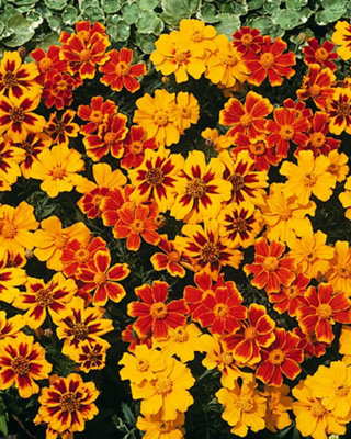 Thompson & Morgan Marigold Dwarf French Disco Compact Vibrant Blooms Container/border/bed Pollinator Friendly Easy Grow Seeds 1X Packet from B&Q