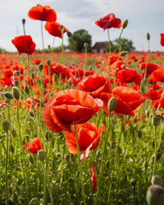 Thompson & Morgan Red Field Poppy (Rhoeas) Hardy Annual Seeds Vibrant Pollinator Friendly Wildflower Easy To Grow from B&Q