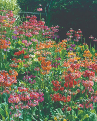 Thompson & Morgan Primula Candelabra Mixed Hardy Perennial Seed PacketVibrant Blooms Easy Grow Low Maintenance Cottage Gardens from B&Q