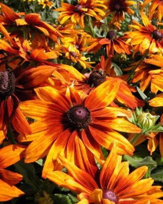 Rudbeckia Cappuccino Seeds Hardy Perennial Summer Blooms Drought Tolerant Low Maintenance Pollinator Friendly Thompson & Morgan from B&Q