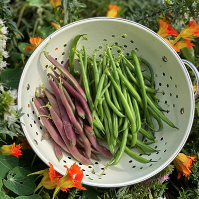 Suttons Seeds Bean (Dwarf French) Provider 1 Packet from B&Q