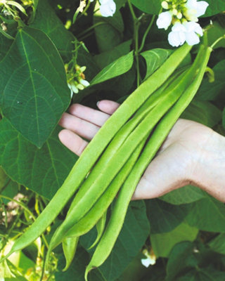 Runner Bean Moonlight SeedsEasy Grow Sweet Taste Climbing High GerminationThompson & Morgan from B&Q