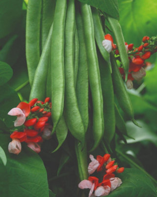 Thompson & Morgan Runner Bean Tenderstar Climbing VegetableDelicious Tender Pods High Yield Easy Grow1 Seed Packet from B&Q