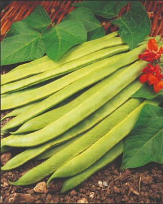 Scarlet Emperor Runner Bean SeedsEasy Edible High Yield Climbing Disease Resistant Thompson & Morgan from B&Q