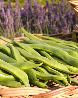 Thompson & Morgan Runner Bean Prizewinner SeedsHigh Yield Climbing Beans Tender Pods Easy Grow Uk Garden. 1 Seed Packet from B&Q