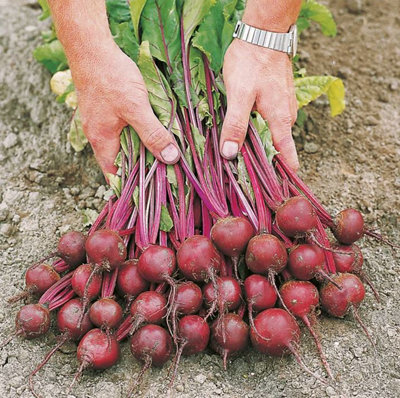 Suttons Seeds Beetroot Action F1 1 X Seed Packet from B&Q